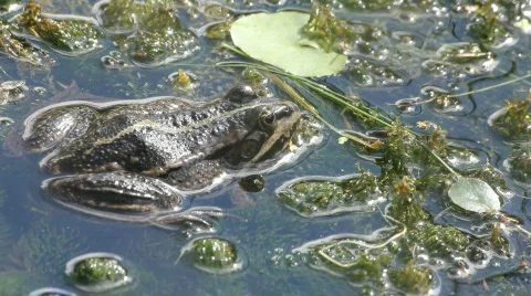 Frog 1 스톡 동영상 860867