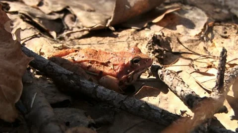 Frog 1 Stock Footage 18184860