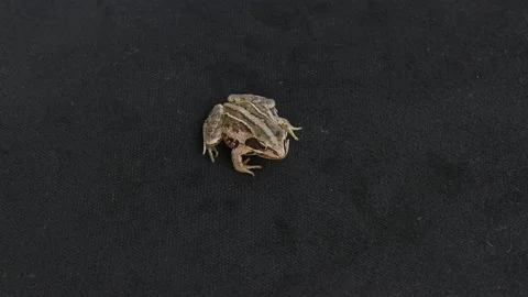 Frog 1 Stock Footage 132070851