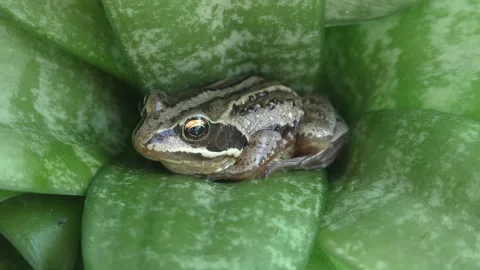 Frog 2 Video stock 132070727