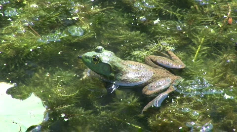 Frog 3 Stock Footage 176652