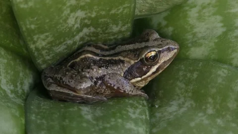 Frog 3 Stock Footage 132070698
