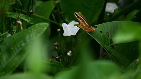 A frog above white flower Video stock 165139902