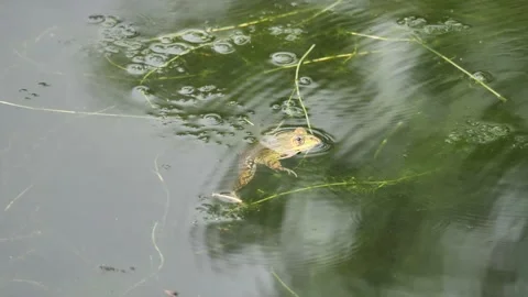 Frog in Adda River Stock Footage 130881305