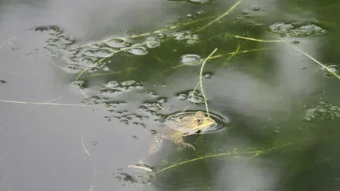 Frog in Adda River Stock Footage 130881540