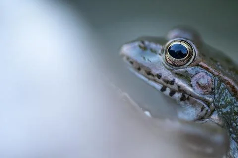 Frog against blurred background Stock Photos