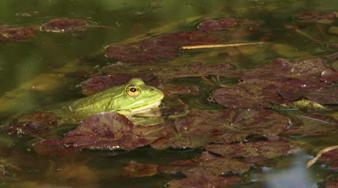 Frog ambush Video stock 3415616