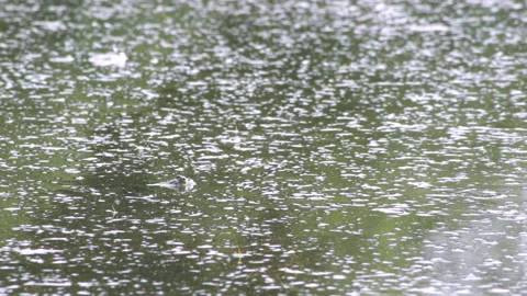 Frog in ambush Stock Footage 90482248