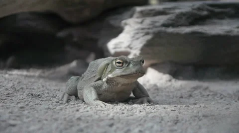 Frog. amphibian animals background Stock Footage 30977069