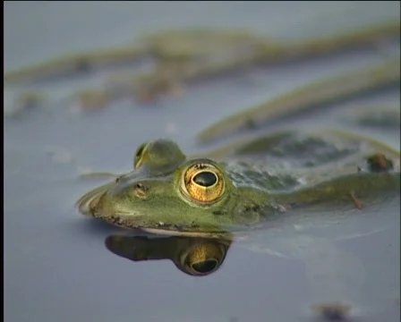 Frog, amphibious, Vídeos de archivo 588138