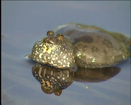 Frog, amphibious, Vídeos de archivo 588141