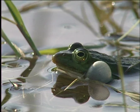 Frog, amphibious, Video stock 588155