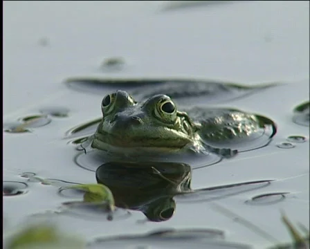 Frog, amphibious, Video stock 588156