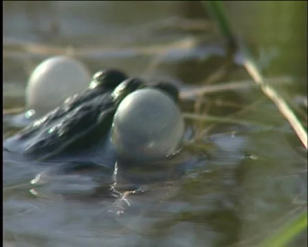 Frog, amphibious, Video stock 588162