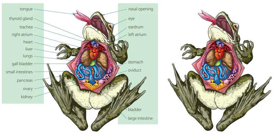 Frog - anatomy Stock Illustration