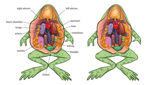 Frog anatomy Stock Illustration