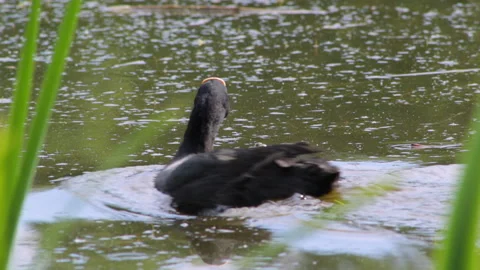 Frog and coot 库存影片 91178075