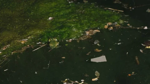 Frog and dragonfly larvae in the overgrown pond Vídeos de archivo 100791381