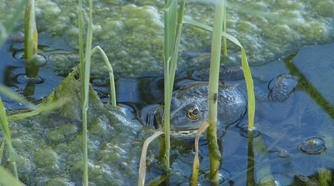 Frog and fly in the reeds Stock Footage 62310817