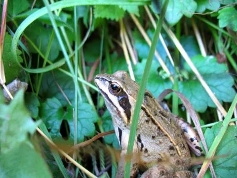 Frog and grass Stock Photos