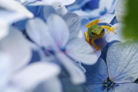 Frog and hydrangea 001 Stock Photos