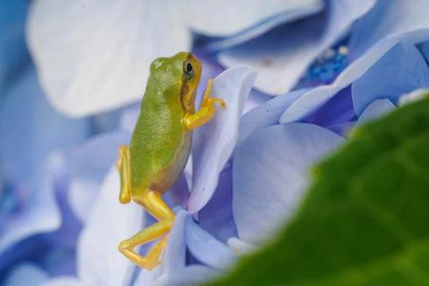 Frog and hydrangea 002 Stock Photos