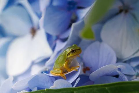 Frog and hydrangea 003 Stock Photos