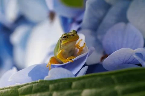 Frog and hydrangea 004 Stock Photos
