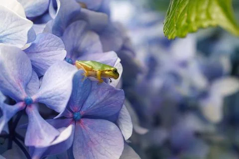 Frog and hydrangea 005 Stock Photos