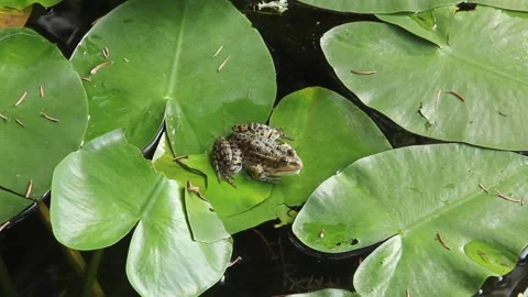 Frog and Lotus Stock Footage 220381317