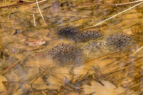 Frog and multiple frog eggs or frogspawn Single frog or toad floating in p... Stock Photos