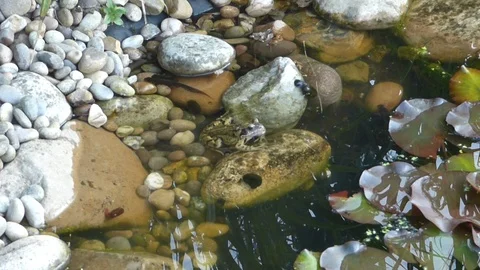 Frog and newts in pond Stock-Footage 89994167
