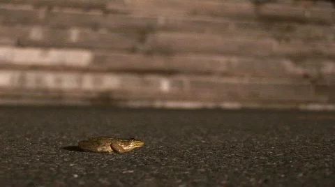 Frog and skateboarding Stock Footage 509380