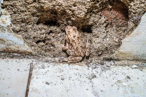 Frog animal Stock Photos