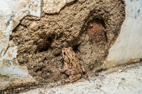 Frog animal Stock Photos