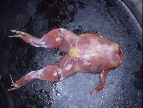 Frog for animal testing on the section table Stock Photos