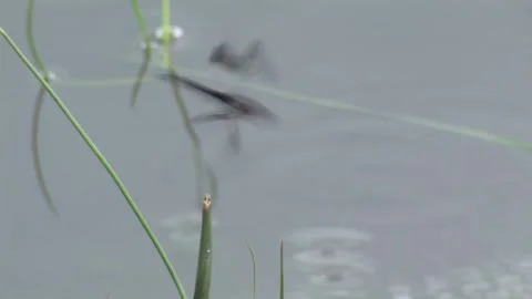A frog attacking and eating a dragonfly on the lake Video stock 254128284