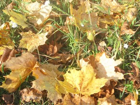 Frog in the autumn Stock Photos
