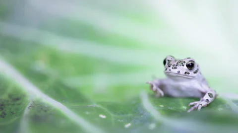 Frog baby looking into camera 1 Vidéo 27503094