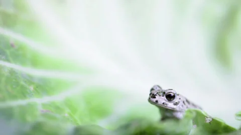 Frog baby looking into camera 3 Video stock 27502291
