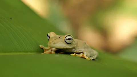 Frog on a banana leaf close up on big eyes with black pupil costa rica Stock Footage 237509029