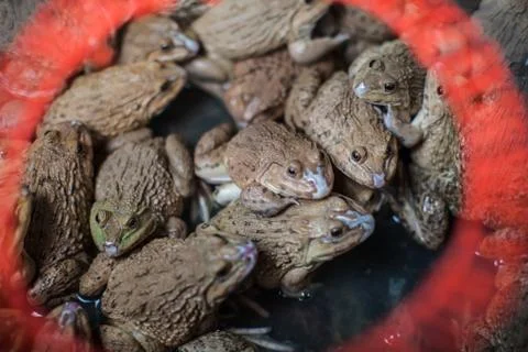 Frog in the basin Stock Photos