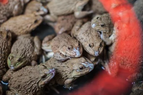 Frog in the basin Stock Photos