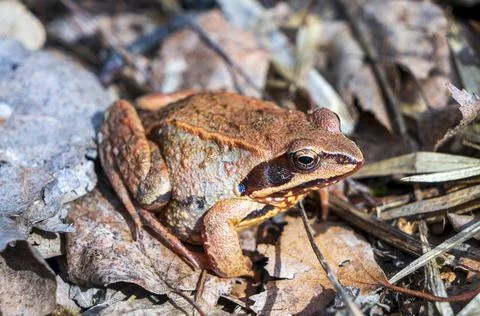 The frog is basking in the spring sun. 库存照片