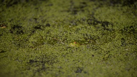 Frog basking in water in the weeds Stock Footage 122776347