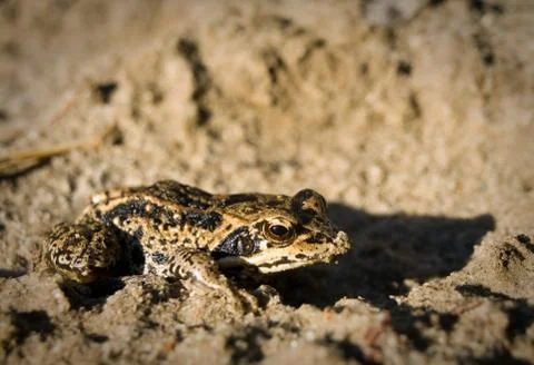 Frog on a beach Foto stock