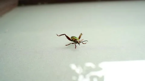 The frog beetle slowly rearranges its paws Stock Footage 227456111