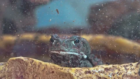Frog behind glass, close-up. Toad in the aquarium. Stock Footage 157151764