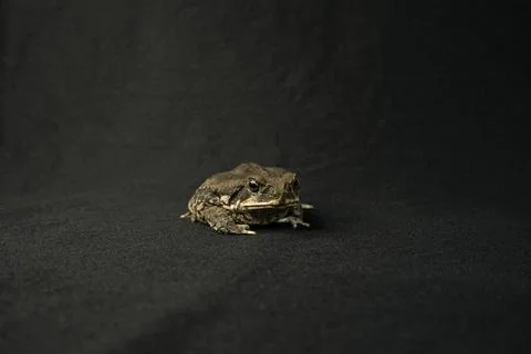 Frog beige toad posing on a black background exotic animals pet terrariumistics Stock Photos