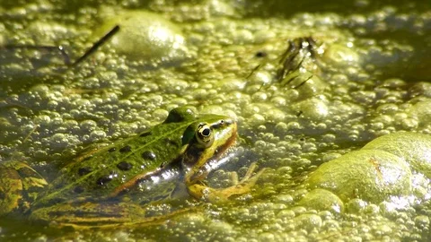 Frog between riverplants Video stock 88987673